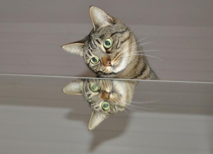 Koťátko v zrcadle